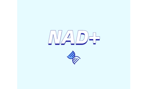 為什么要增強(qiáng)NAD+？